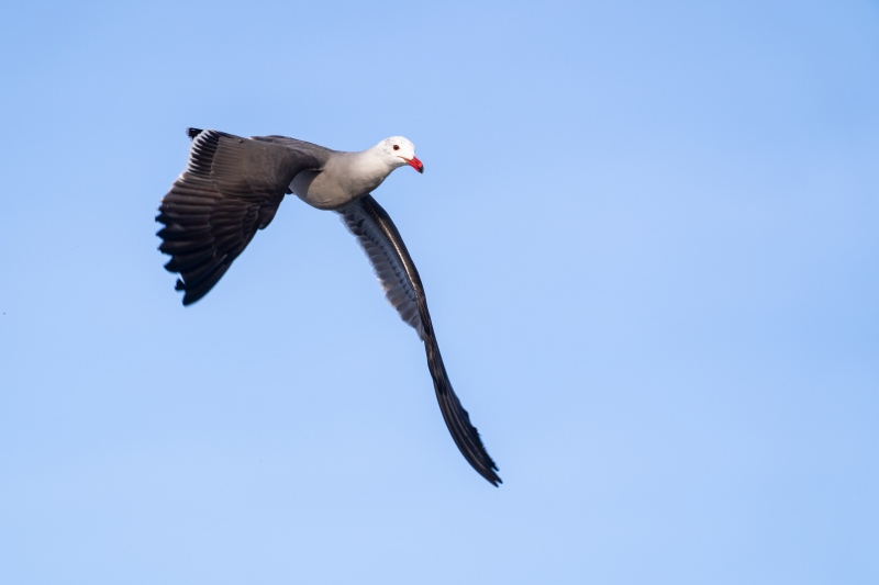 Heermanns-Gull-3200-turning-to-dive-_A1G4237-Coronado-CA