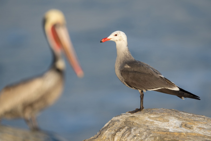 Heermanns-Gull-Brown-Pelican-3200-juxtaposition-_A1G4141-La-Jolla-CA-