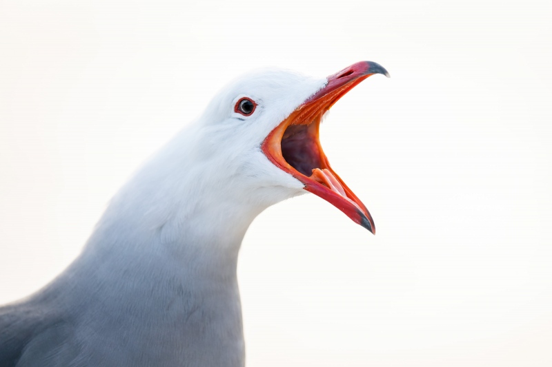 Heermans-Gull-3200-adult-calling-backlit-_A1G4882-La-Jolla-CA