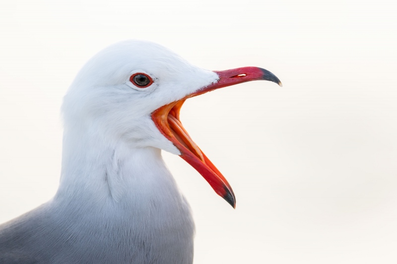 Heermans-Gull-3200-adult-calling-backlit-_A1G4901-La-Jolla-CA