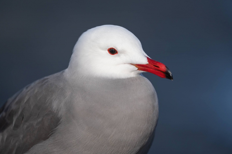 Hermanns-Gull-3200-head-neck-and-breast-portrait-_A1G5003-Coronado-CA