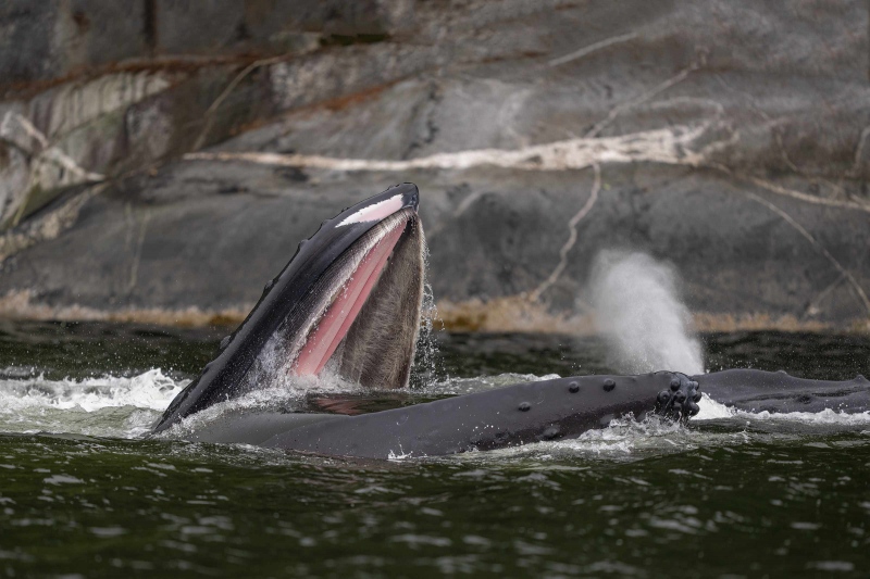 Humpback-Whales-3200-PINKER-feeding-ANITA-NORTH-PHOTO-_A1B8894Spirit-Bears-2022-318468