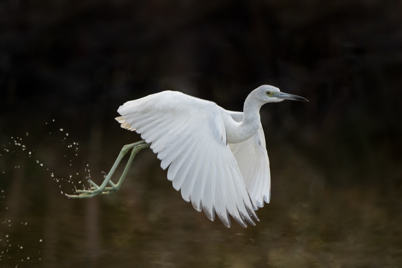 LBH-JUV-3200-Mike-De-Rosa-photo-DeSotoNov-1-20222022ynp16464