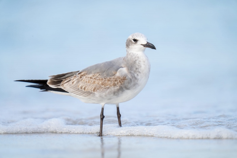 Laughing-Gull-3200-first-winter-in-surf-_A1G2227-Fort-DeSoto-Park-Tierra-Verde-FL