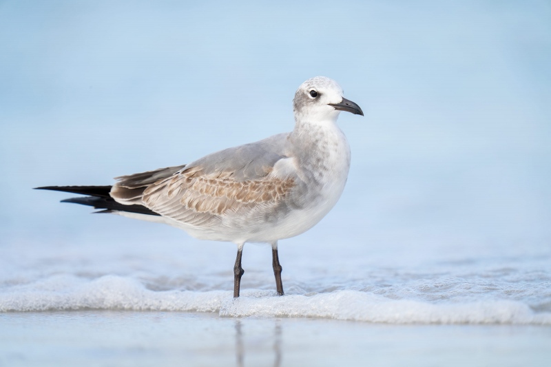 Laughing-Gull-3200-first-winter-in-surf-_A1G2228-Fort-DeSoto-Park-Tierra-Verde-FL