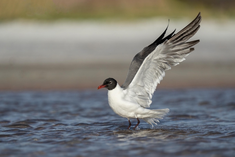 Laughing-Gull-3200-flapping-after-bath-_A1G5787-A-Fort-DeSoto-Park-FL