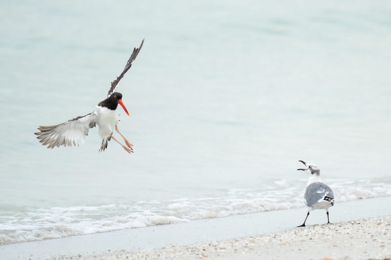 Laughing-Gull-3200-scolding-incoming-American-Oystercatcher-_A1G1586-Fort-DeSoto-Park-Tierra-Verde-FL