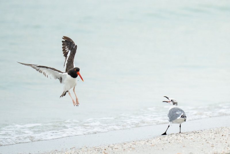 Laughing-Gull-3200-scolding-incoming-American-Oystercatcher-_A1G1589-Fort-DeSoto-Park-Tierra-Verde-FL-2