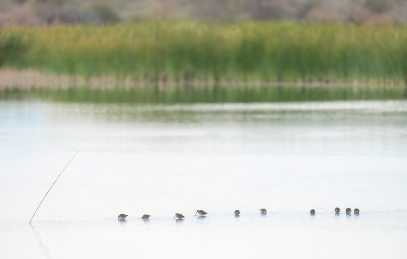 Long-billed-Dowitchers-3200-feeding-in-impoundment-_A1G7506-Sonny-Bono-NWR-Salton-Sea-CA