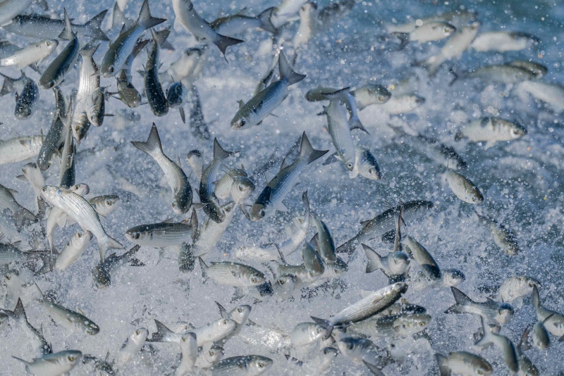 Mullet-3200-under-attack-_A1B2578-Sebastian-Inlet-FL