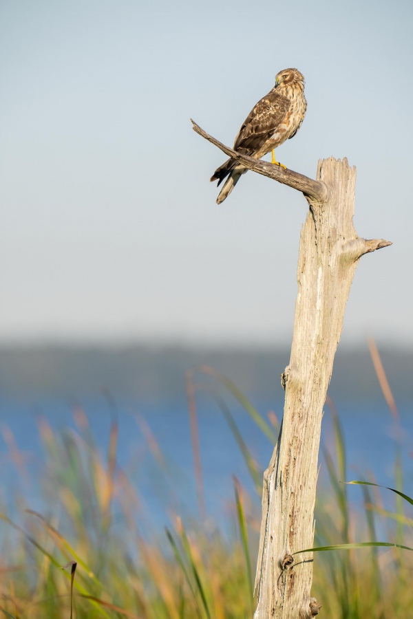Norhtern-Harrier-3200-on-The-Perch-looking-back_A1G1574-Indian-Lake-Estates-FL
