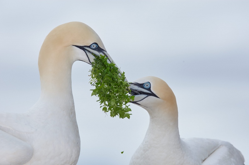 Northern-Gannets-3200-in-love-_O0W9158-Bonaventure-Island-Quebec-Canada-1