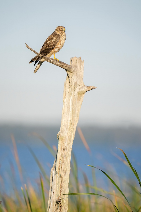 Northern-Harrier-3200-on-Thr-Perch-_A1G1535-Indian-Lake-Estates-FL