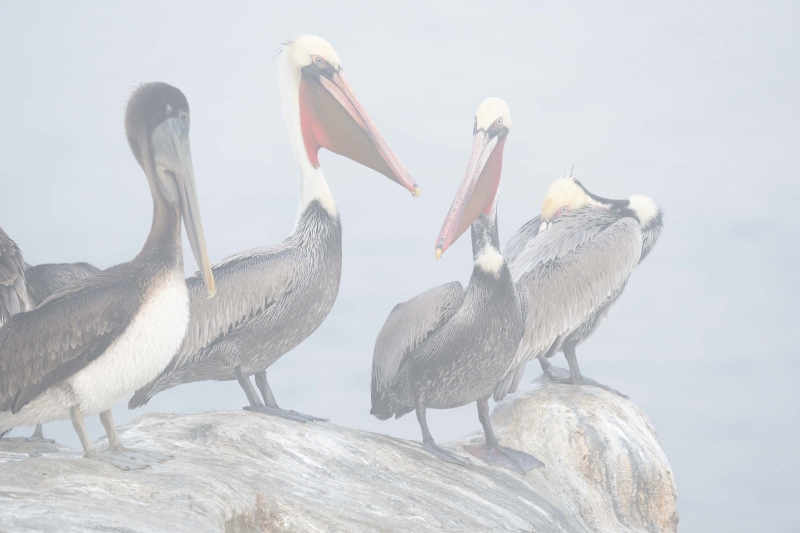 ORIG-pelicans-in-fog-3200-_A1G3839-La-Jolla-CA-2