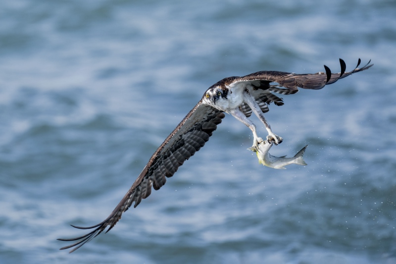 Osprey-3200-with-mullet-sidelit-_A1B2602-Sebastian-Inlet-FL