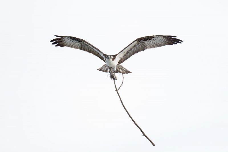 Osprey-3200-with-stick-for-nest-_A1G4922-Indian-Lake-Estates-FL