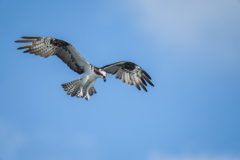 Osprey-hunting-3200-_A1G6345-Sebastian-Inlet-FL