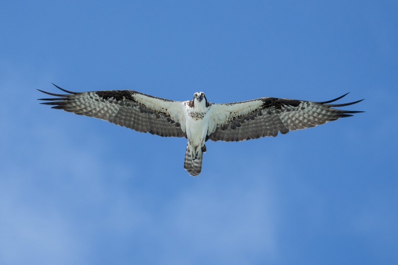 Osprey-hunting-3200-_A1G7062-Sebastian-Inlet-FL