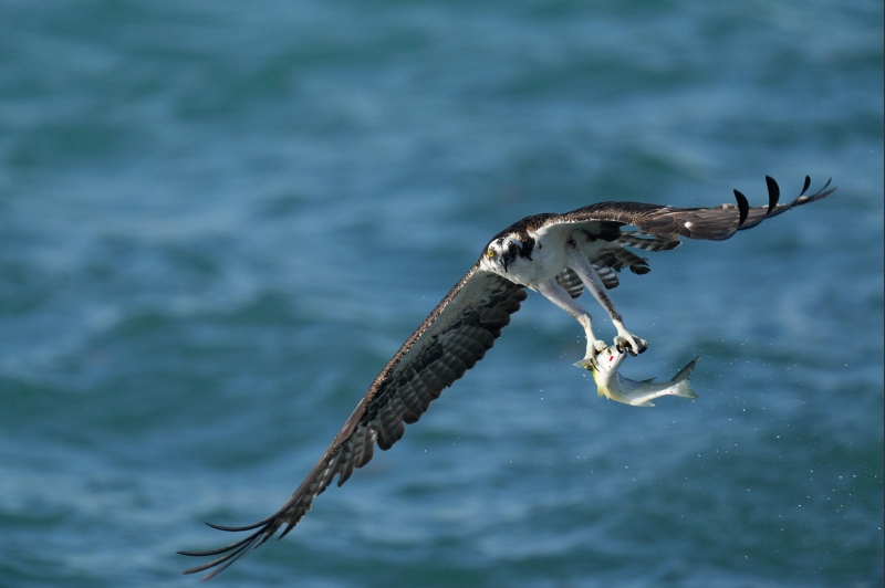 Osprey-sidelit-with-mullet-1