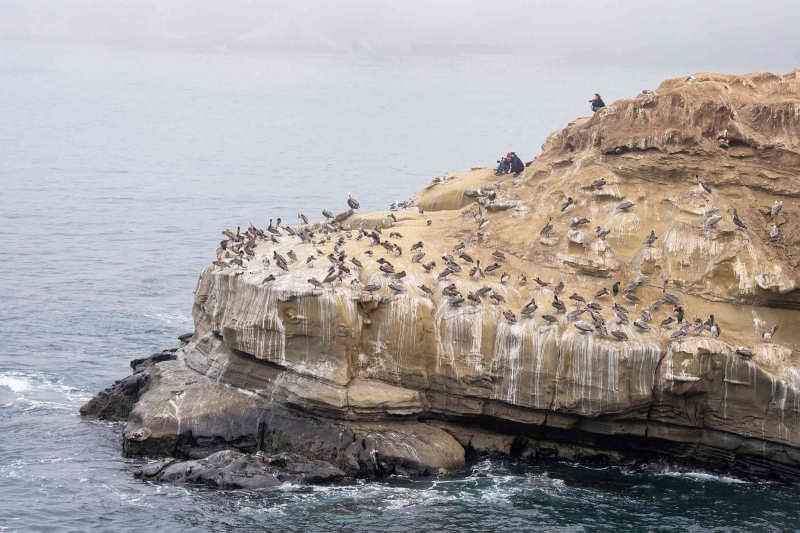 Pelicans-photographers-3200-on-cliff-_A1G1797-La-Jolla-CA-