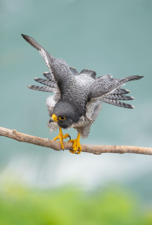 Peregrine-Falcon-3200-stretching-Steve-Murdock-image-Photoshop-by-BAA-_A1G6014