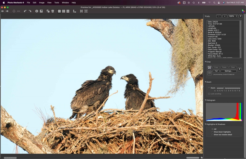 PhMech-3200-ORIG-baby-eagles-in-nest