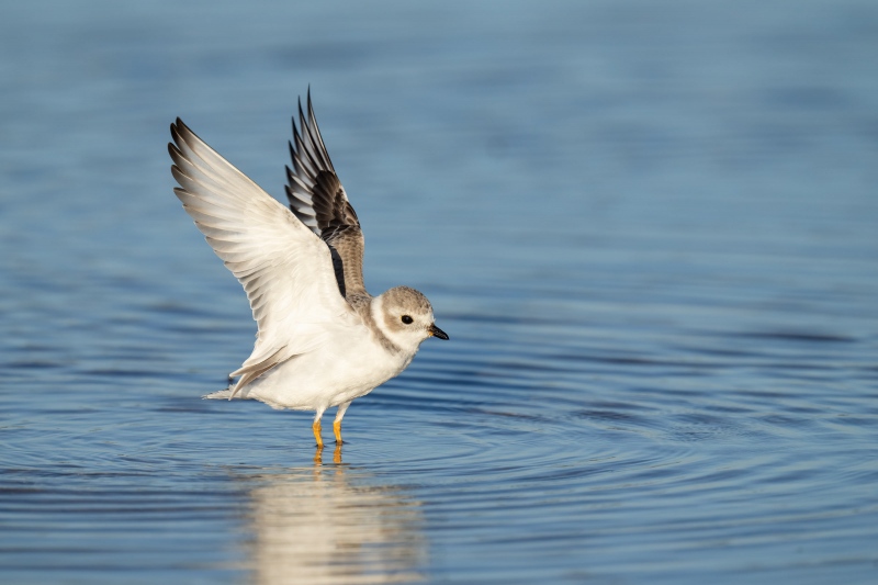 Piping-Plover3200-juvenile-flapping-after-bath-_A1G0606-Fort-DeSoto-Park-Tierra-Verde-FL