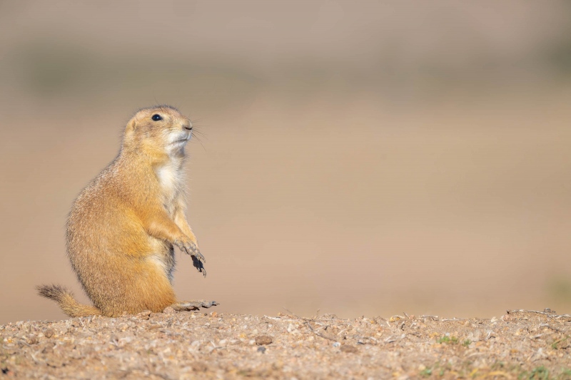 Prairie-Dog-_3200-A1G1499-Witchita-Mountains-State-Park-OK