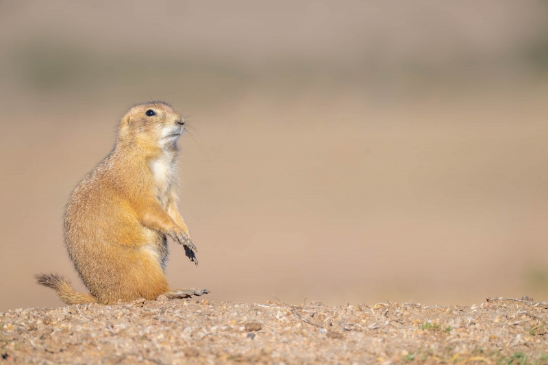 Prairie-Dog-_3200-A1G1499-Witchita-Mountains-State-Park-OK