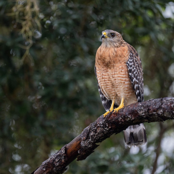 Red-shouldered-Hawk-3200-on-rainy-morning-_A1G4990-Indian-Lake-Estates-FL