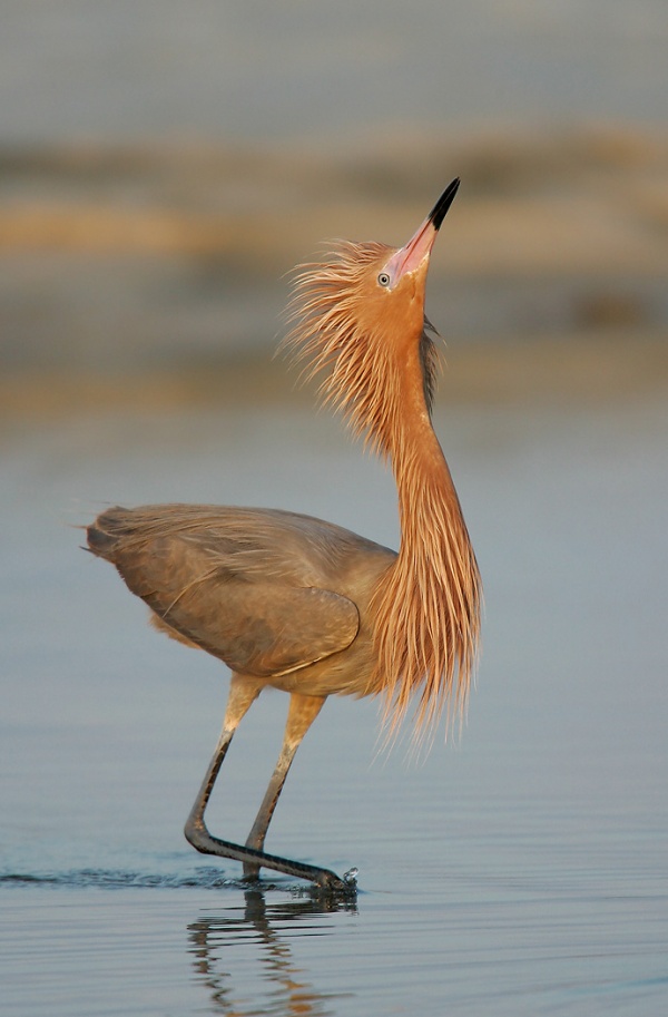 Reddish-Egret-3200-displaying-_T9J2892-Fort-DeSoto-Park-FL