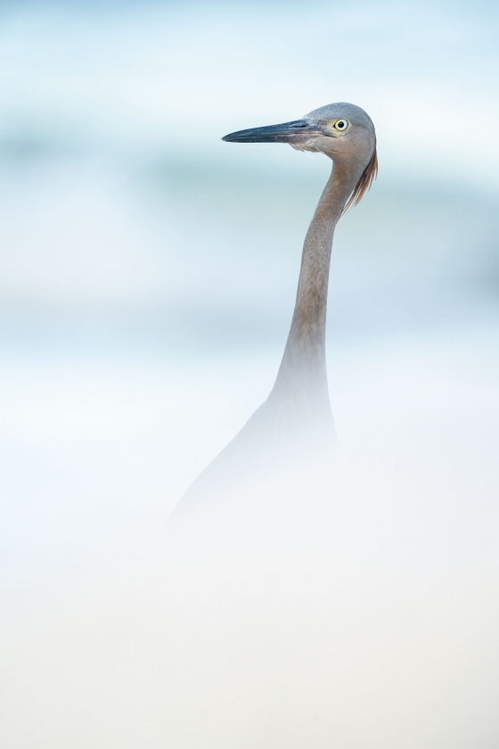 Reddish-Egret-3200-juvenile-in-Wood-Sotrk-heaven-_A1G7780-Sebastian-Inlet-State-Park-FL