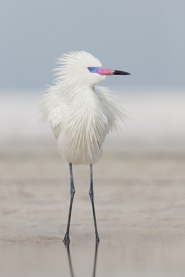 Reddish-Egret-white-morph-VERT-_09U2977-Fort-Desoto-Park-Pinellas-County-FL