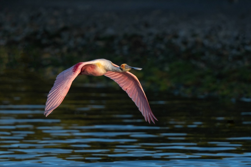 Roseae-Spoonbill-3200-De-Rosa-image-_A1G4609-Alafia-Banks-Tampa-Bay-FL-