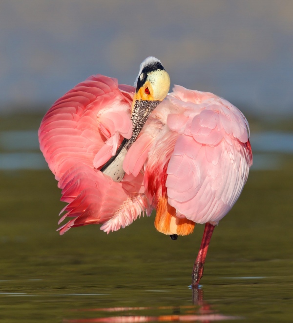 Platalea ajaja; Roseate Spoonbill