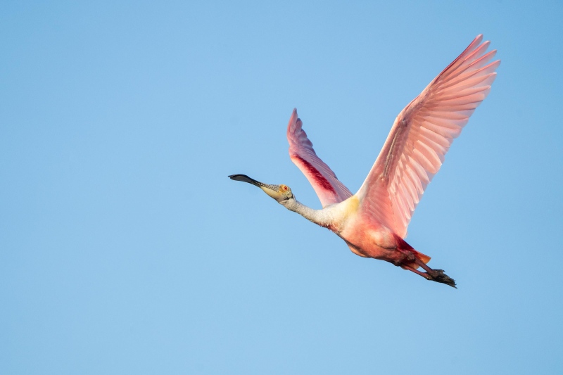 Roseate-Spoonbill-3200-De-Rosa-photo-_A1G4646-Alafia-Banks-Tampa-Bay-FL-