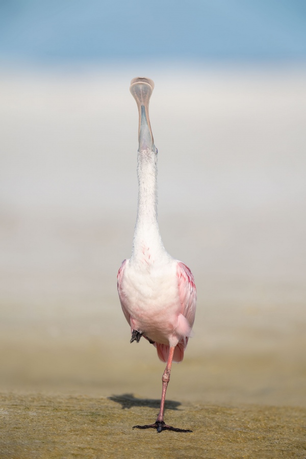 Roseate-Spoonbill-3200-sky-pointing-_A1B5130-Fort-DeSoto-Park-FL