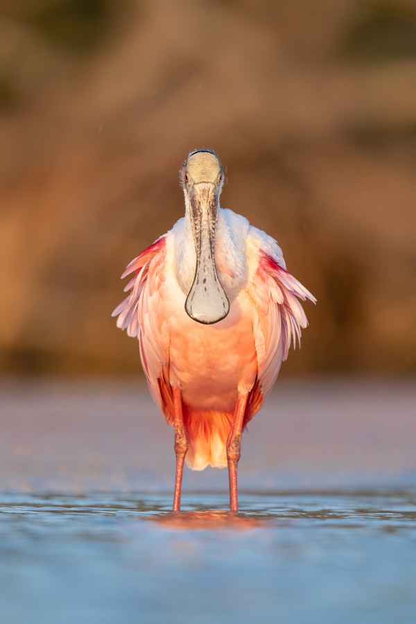 Roseate-Spoonbill-_A1G6527-Fort-DeSoto-Park-FL-2