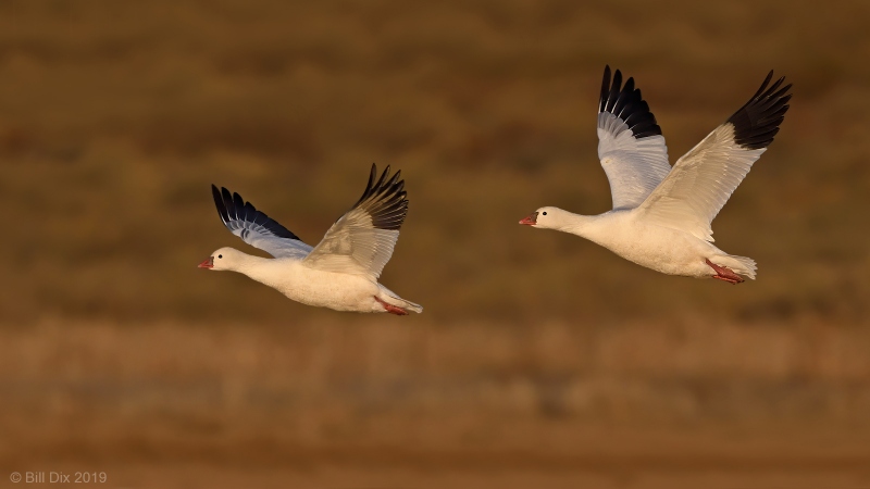 Rosss-Geese-Bil-Dix-image