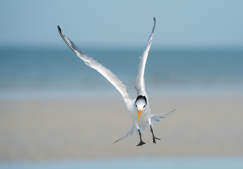 Royal-Tern-3200-braking-to-land-_A925972-Fort-DeSoto-Park-FL