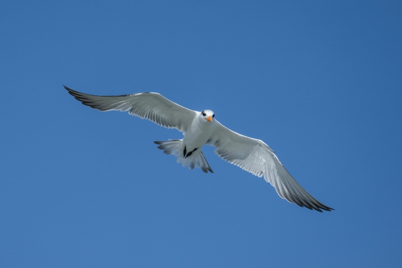 Royal-Tern-3200-fishing-_A1G6918-Sebastian-Inlet-FL