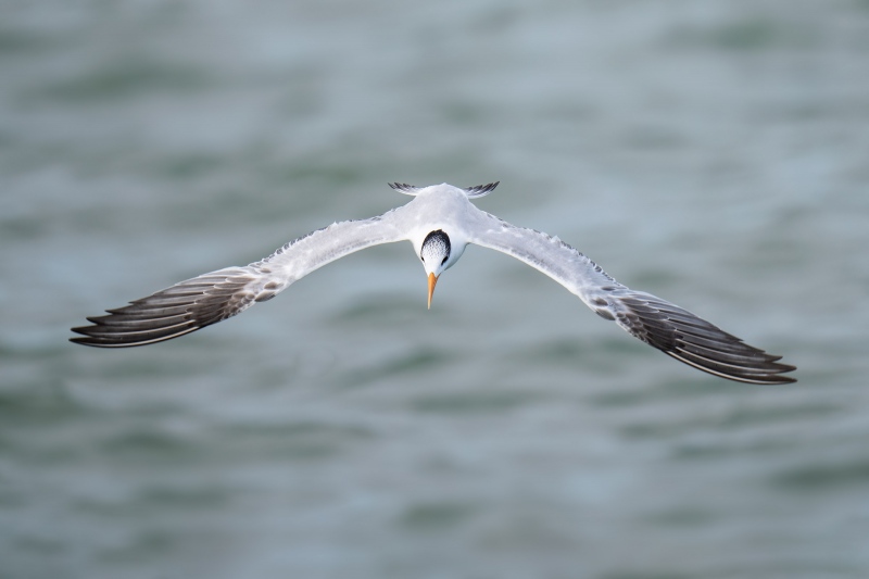 Royal-Tern-3200-winter-plumage-dorsal-view-ready-to-dive-_A1G0828-Fort-DeSoto-Park-Tierra-Verde-FL
