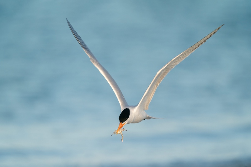 Royal-Tern-3200-with-crab-for-mate-_A9B0216-Fort-DeSoto-Park-FL