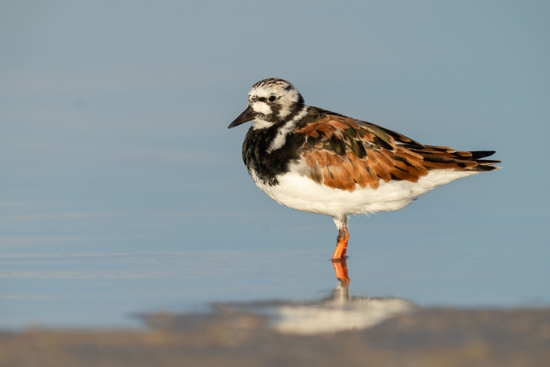 Ruddy-Turnsrtone-3200-breeding-plumage-_A1G6960-Fort-DeSoto-Park-FL