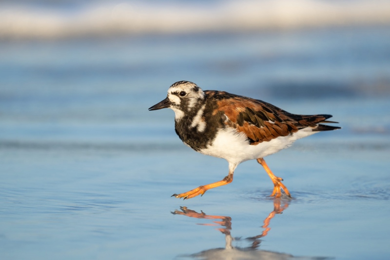 Ruddy-Turnstone-3200-male-running-in-surf-_A1G7673-Fort-DeSoto-Park-FL