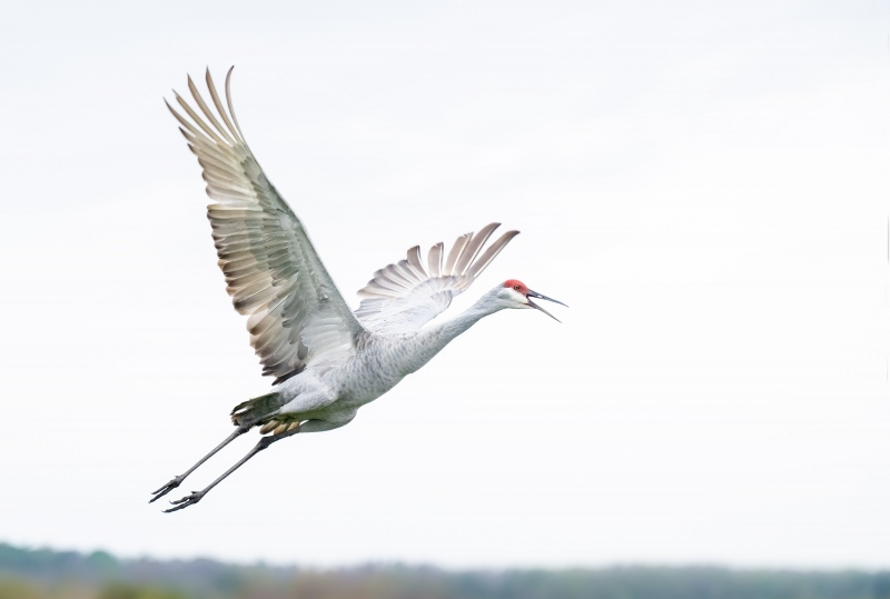 Sandhill-Crane-3200-calling-_A1G9614-Indian-Lake-Estates-FL