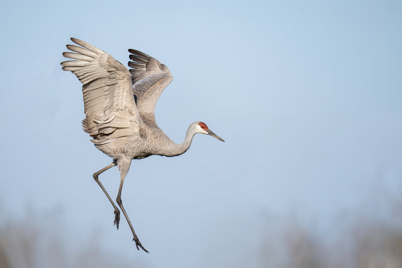 Sandhill-Crane-3200-dancing-_A1G8390-Indian-Lake-Estates-FL