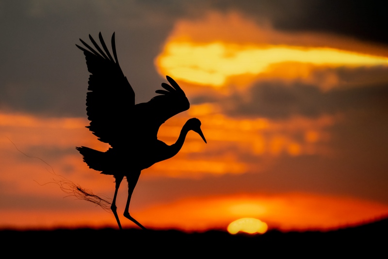 Sandhill-Crane-3200-dancing-at-sunset-_A1G7970-Indian-Lake-Estates-FL