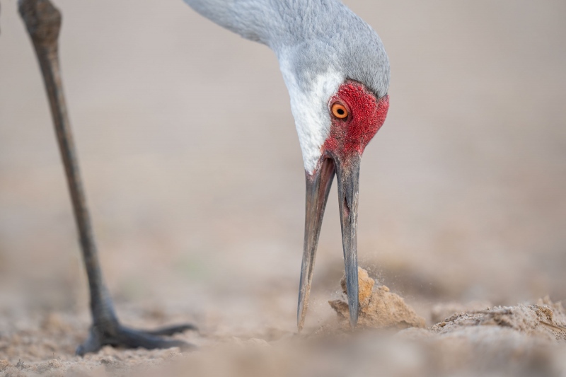 Sandhill-Crane-3200-foraging-in-dirt-_A1G5034-Indian-Lake-Estates-FL