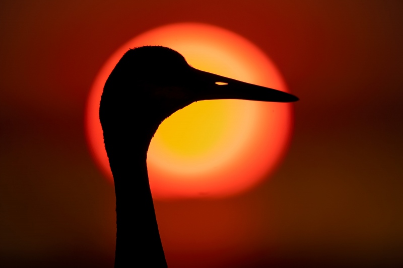 Sandhill-Crane-3200-head-sunball-silhouette-_A1G0590-Indian-Lake-Estates-FL